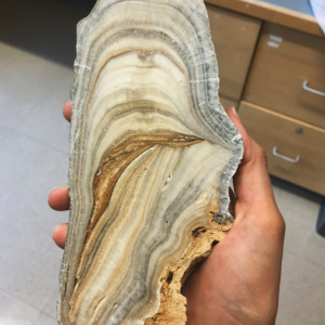 The dark, horizontal lines in this stalagmite sample (sawed in half lengthwise) are deposits of mud and dust from flood events in the cave. Deposits like this can be used to study hurricanes and storms in the ancient past. (Image: Gabriela Serrato Marks)
